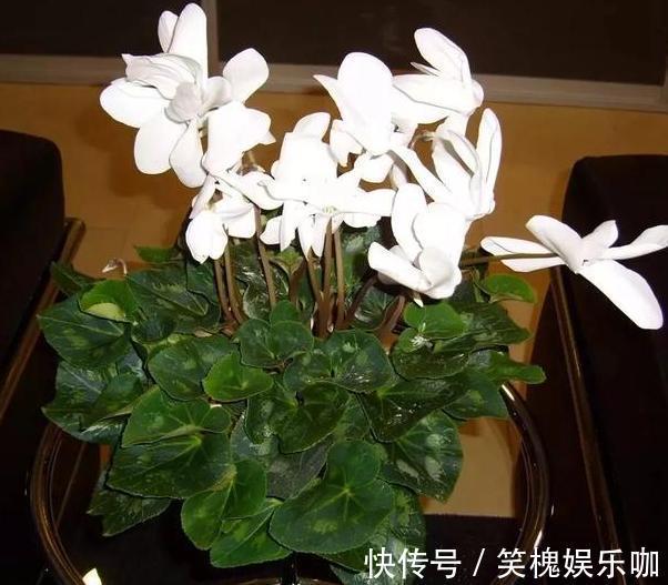 花卉|此种植物是多年生长的球根花，又叫兔耳花，花开2、3朵成簇