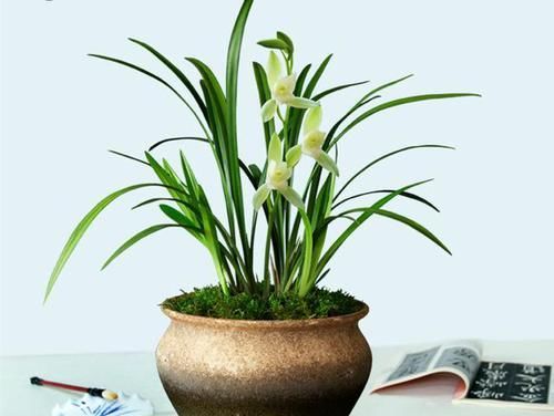  落花|最爱开花的兰花，花色纯洁，香味浓郁，四季不落花，文人雅士最爱