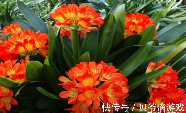 适合客厅养的“6种花”，一个比一个好养，一个比一个好看