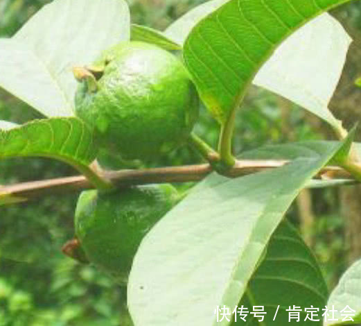 血糖|“它”是天然“胰岛素”，血糖高的人每天泡水喝，血糖不升反降！