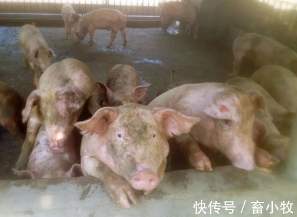 猪群|猪咳嗽用什么药效果好?猪咳嗽怎么治最有效?本文教你好方法