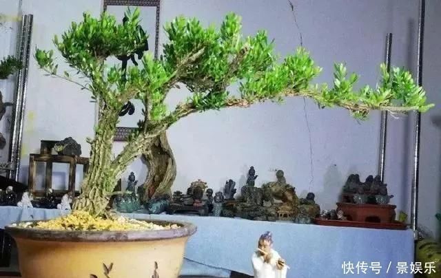 10年前一盆上万,10年后一盆十块,烂大街的黄杨,被玩坏的盆景