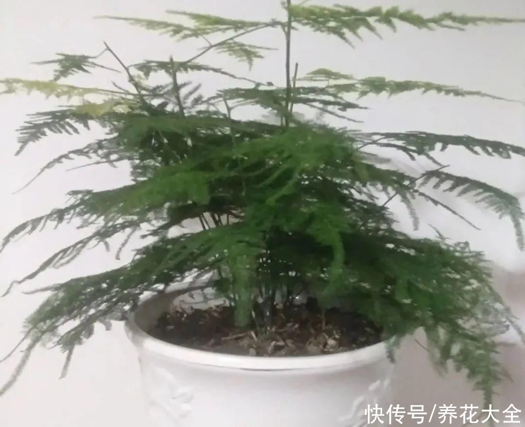 给花浇水掺点白醋，植物根比萝卜还粗，健壮不黄叶