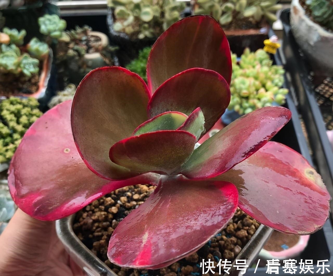 品种|张大哥养肉10多年,总结出4个“耐热品种”,肉迷都喜欢