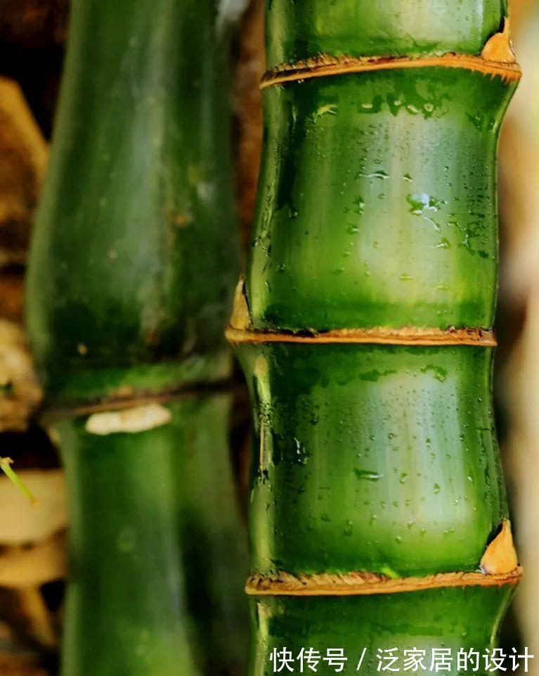 这“胖竹子”真奇特，既有竹的风骨与品格，还胖起来真好看！