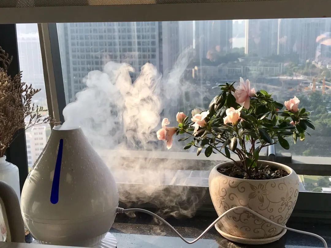 买的花总不活,秘密全在花盆里,搬起来看看才知道