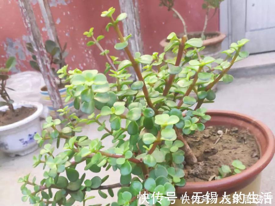 金枝玉叶修剪教程,剪下的枝条扦插,一盆变多盆