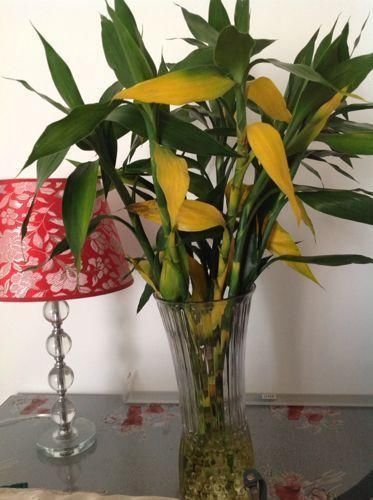 植株|夏天有12种花“晒不得”,见了“强光”就黄叶,挪个地方长得好