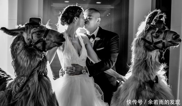 趣图:婚礼的时候一般会邀请什么人?嗯,草泥马伴娘没见过吧?