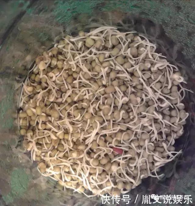 塑料瓶别扔了,用来养花真是神器!可别浪费了!