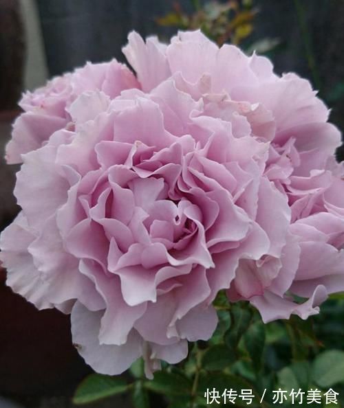 这个花一开就是300天，一笋能长20个花苞，种一棵四季有花赏！