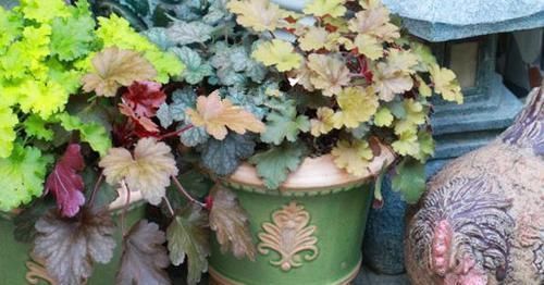 矾根|彩叶草、矾根、竹芋叶子像花一样美，家里养一盆，超漂亮