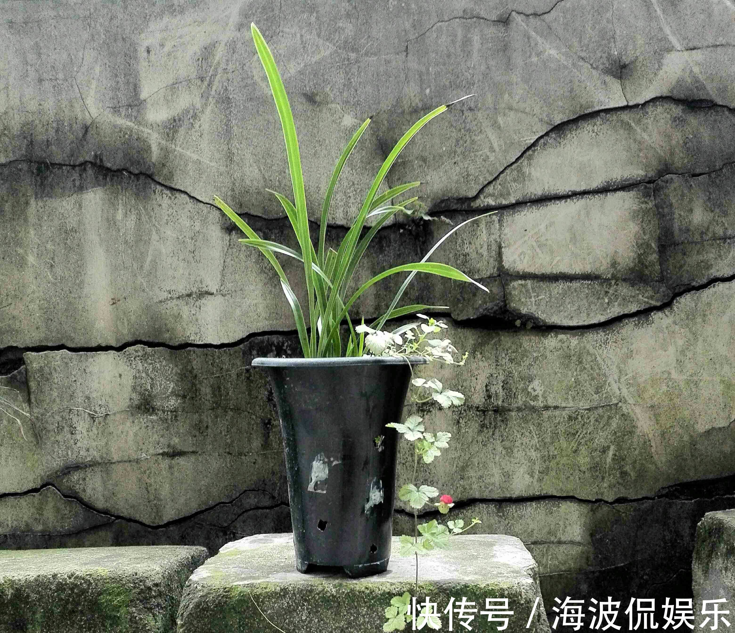 根系|种植兰花用浅盆好还是用深盆好十年兰花老农给出了答案