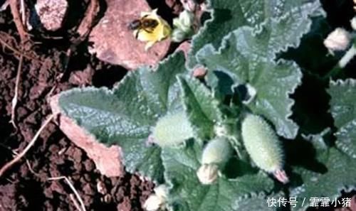 喷瓜|农村叫“喷瓜”的植物,是天然“泻下剂”,遇见别摘它