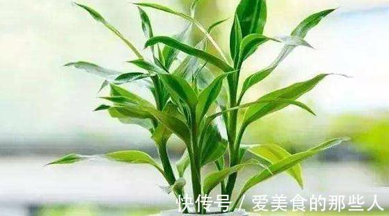 3种花现在扦插正合适,生根快成活率高,轻松养出一大满盆