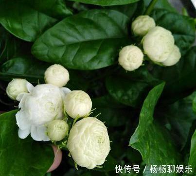 根系|茉莉花落叶“光秃秃”，及时处理，起死回生，恢复枝繁叶茂