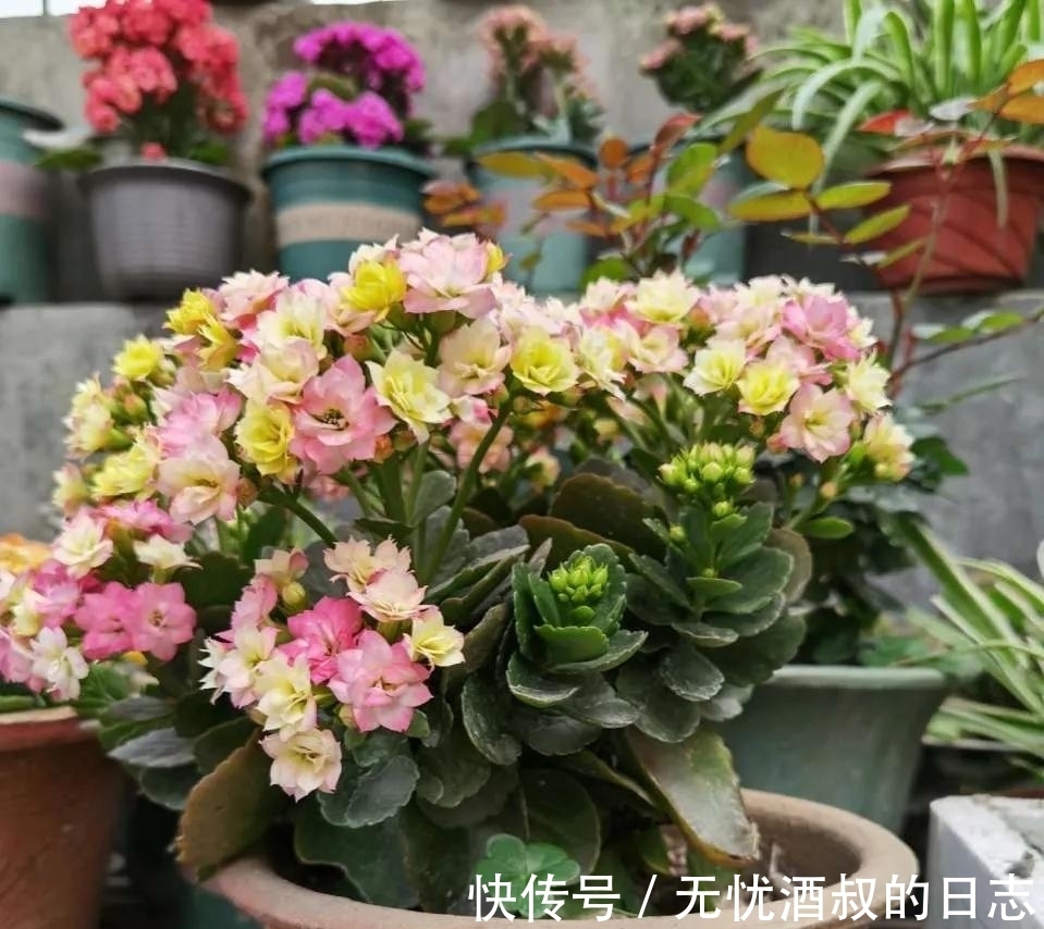 长寿花的3个催花小技巧,学会一个,花朵呼呼冒!