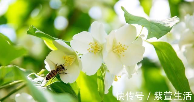 茉莉枝健|婆婆养茉莉花,从不施肥,只浇“2种水”,茉莉枝健、叶绿、花旺