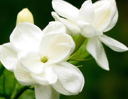 此几款花朵，随便一养就爆盆，花开美艳又动人，超适合懒人养