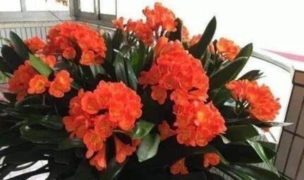 “1种玩意”不要扔，用来养花，扔盆就行，简单、好用，易爆盆！