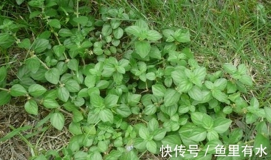 猪菜|小时候这种野草是“猪菜”，如今根茎号称“土山参”，价值很高