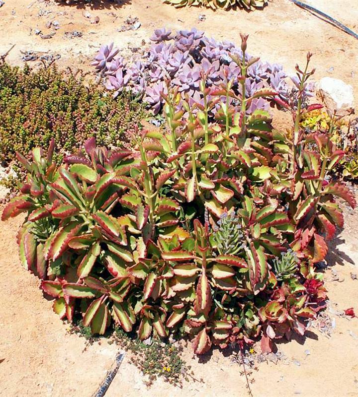 开花结子|多肉在野外,就像“晒白菜”,不吃不喝,状态全出来