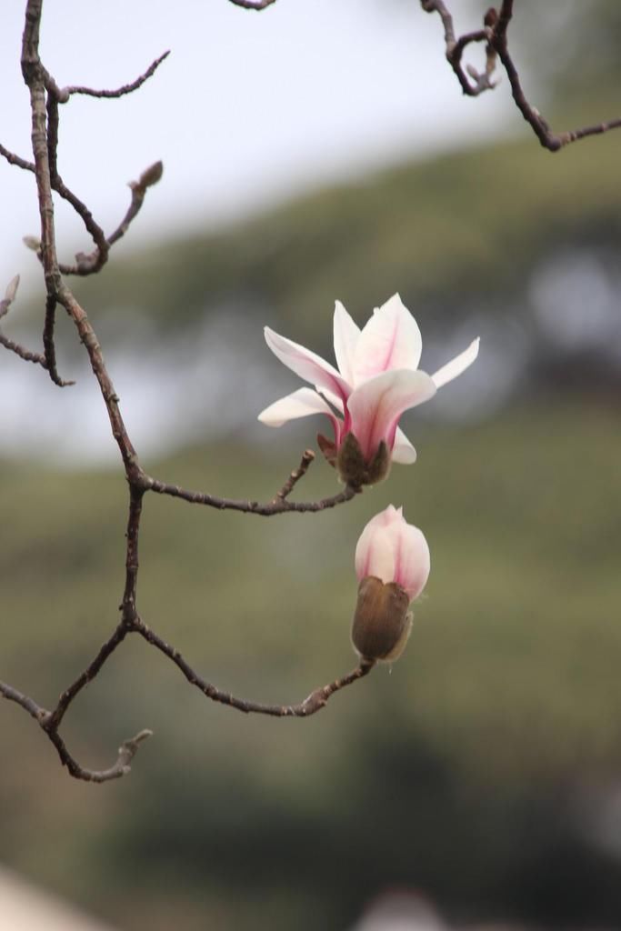 老年|南京连日春暖 雨花台宝华玉兰绽放