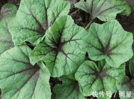 野菜|农村有些少见的野菜,能防治咳喘、高血压、烦渴、失眠等症