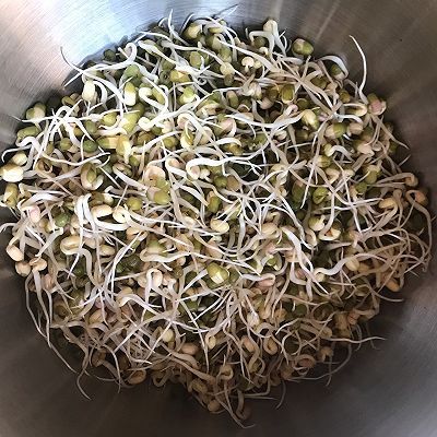 豆芽粉|绿豆芽成长记