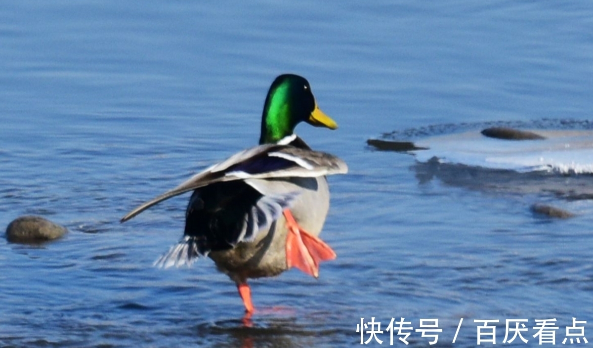 金鸭浮舟|能让洪水绕道的百年神庙，专家难以解释，却被3个孩子道破实情