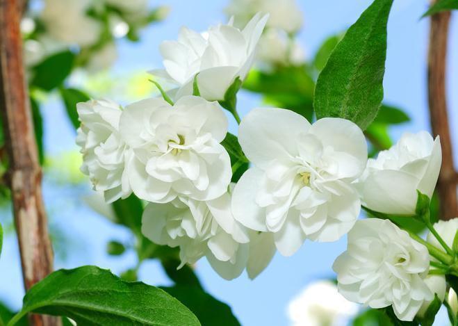 枯萎|养殖茉莉盆栽,最怕这3点,一不小心就枯萎,现在学习来得及