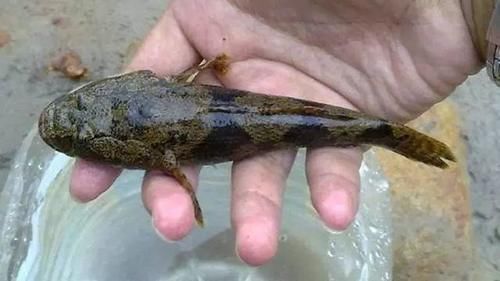 沙塘鳢|农村里才有的野味，有钱不一定能吃到，吃过的允许我叫你一声大哥