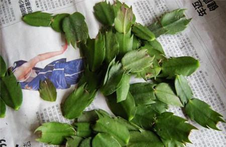 想要多养几盆蟹爪兰的扦插方法,成活率高,大家学会了吗