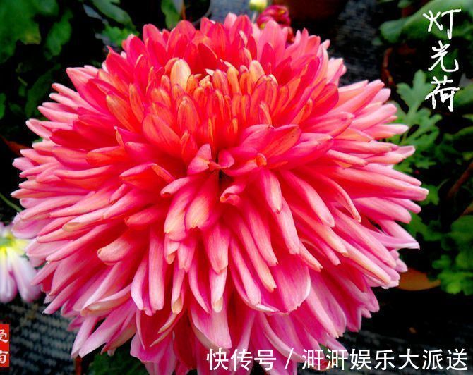 直立天|喜欢牡丹,不如养“罕见菊花”灯光荷,红光四溢,群芳争艳!