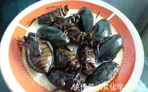 昆虫$鲁迅没有尝过龙虱