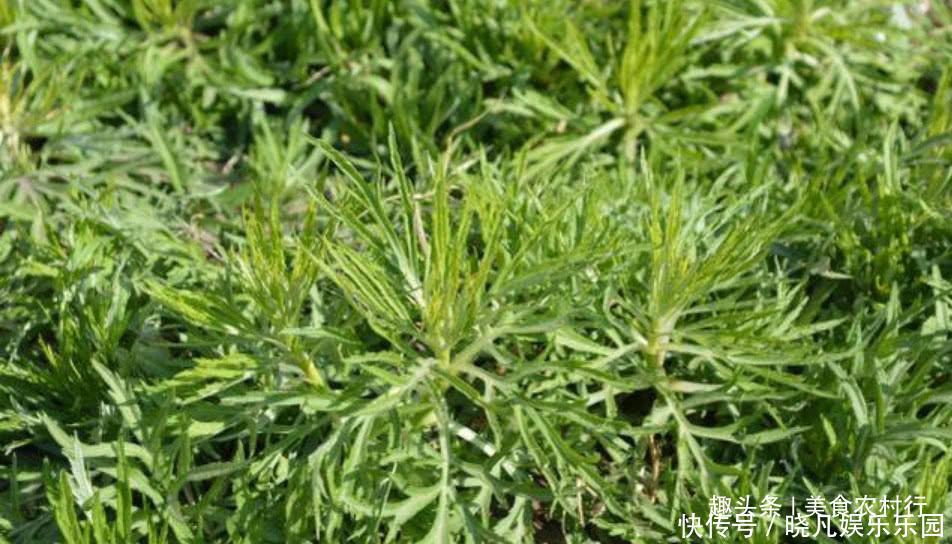 野草|农村河边的一种野草,不懂的人以为这是杂草,实际上它是国宴专属