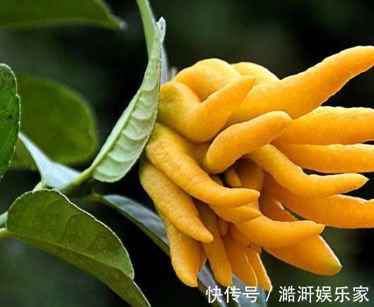 超哥|4种“卧室花”养一盆,空气好、睡的香,花一开就是365天,真