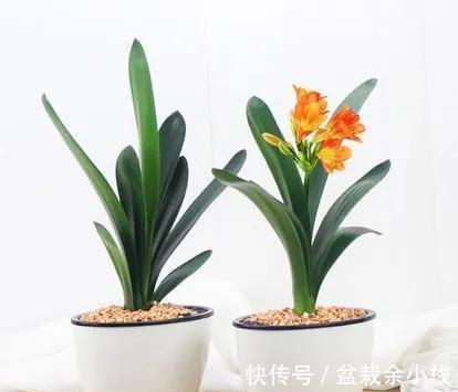 雪水|君子兰爱喝几种水,你做对了吗,来瞧一瞧吧