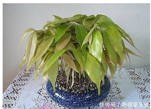 以下8种水果的种子,随便一种就是漂亮的花卉盆景,比买的还漂亮