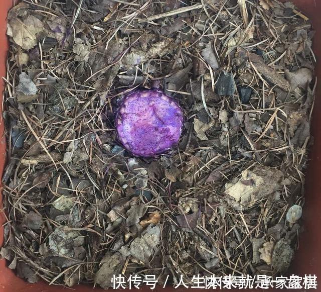 李大姐养君子兰,开春切一刀,养60天,冒出9个芽,要爆盆了