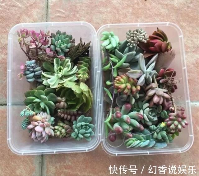 她在医院垃圾桶“捡篮子”,拿来种多肉“颜值高”,人见人爱