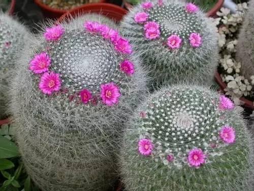 玉翁玉翁|适合懒人栽种的7种懒人盆栽，大半年不管居然还开花了！