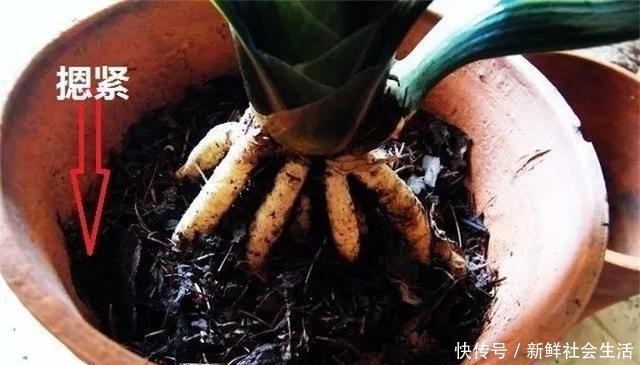 养花换盆换土,记得做关键“1步”,不然全是“白干”,别忽视!