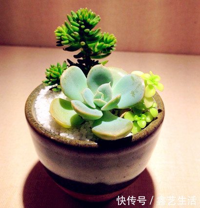 春天“5点”多肉养肉法，让肉肉蹭蹭长爆盆