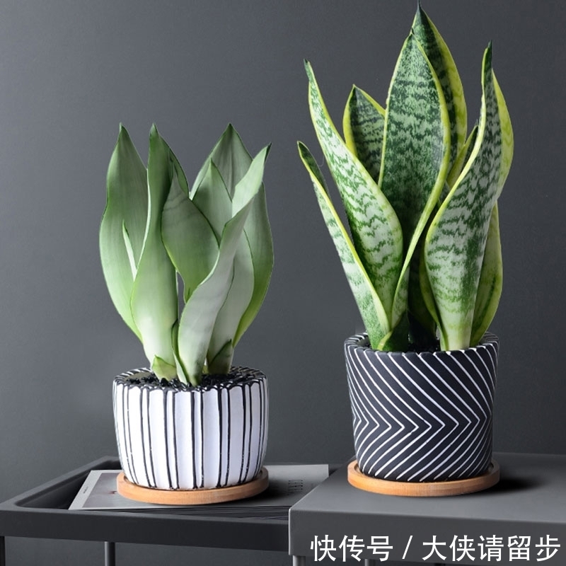 “人养花三年,花养人一生!”家居盆花100种,总有几款你喜欢