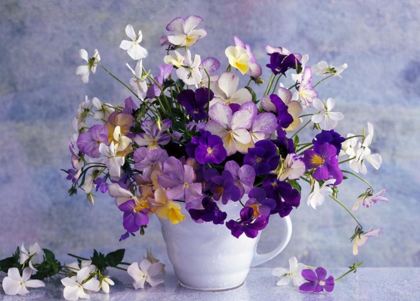 室内种植的“5种”盆栽，花期长好养护，轻松生长爆盆，你家有吗