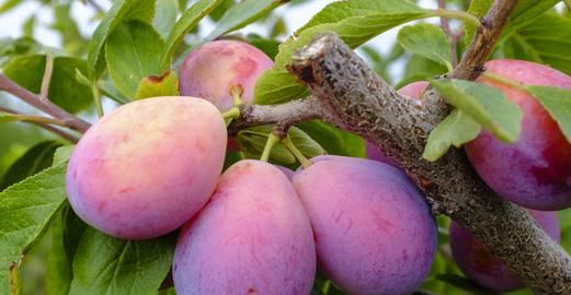 女性不能錯(cuò)過此零食，每天幾顆，不貧血了，色斑淡了，視力更清晰