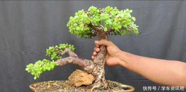 通过修剪和蟠扎,将金枝玉叶养成盆景,这几个基本的技巧要学好了!