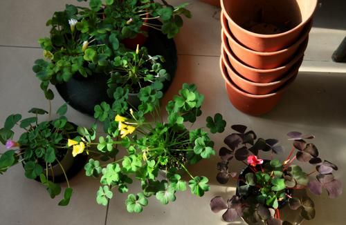 【值得收藏】集合常见的养花问题，帮分析病因、解决方法