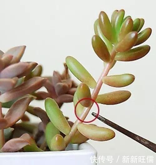 秋天|多肉养徒了现在赶紧剪1剪,秋天变成“小胖墩”